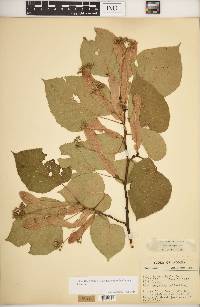 Tilia americana var. heterophylla image