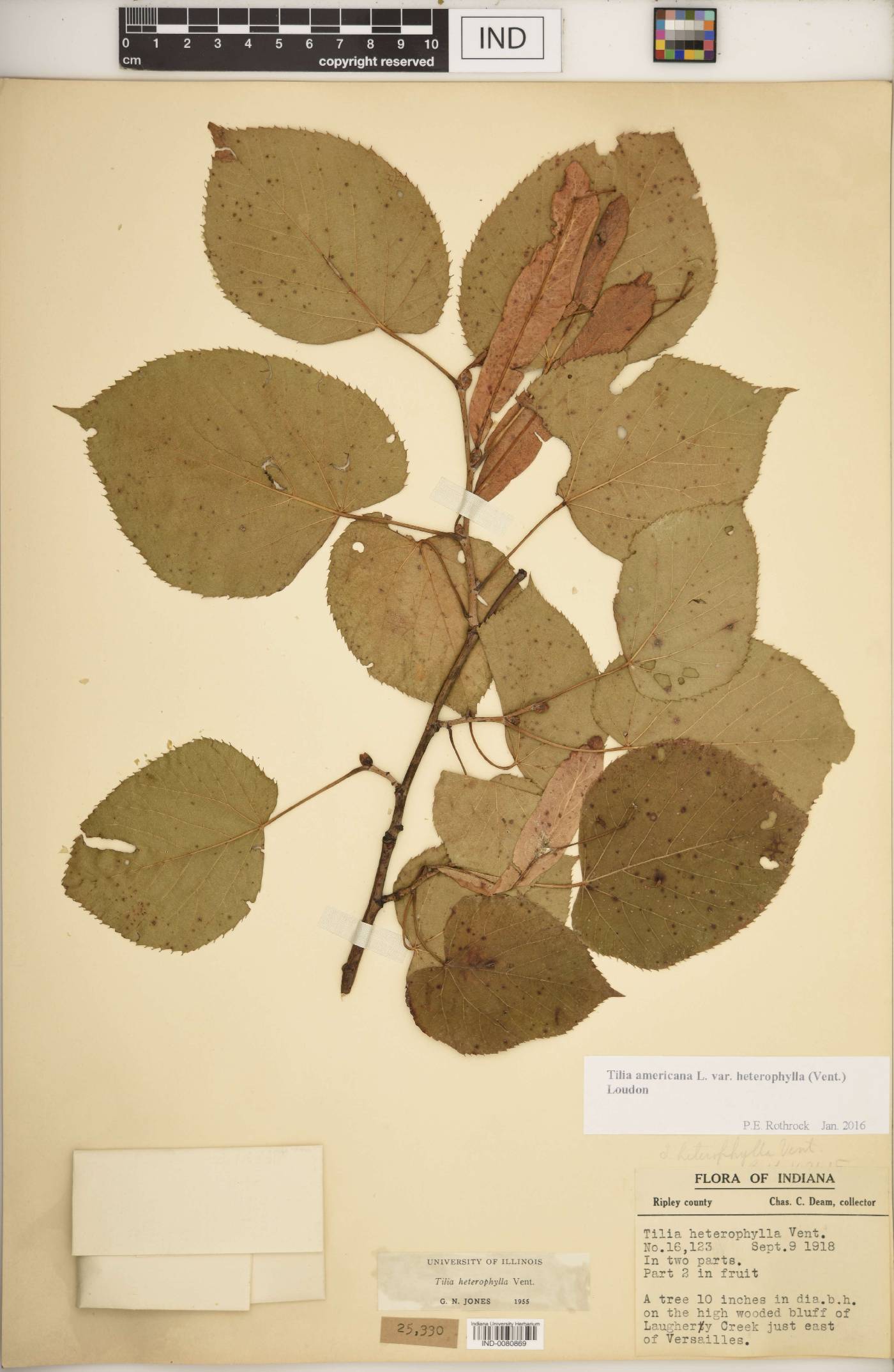 Tilia americana var. heterophylla image