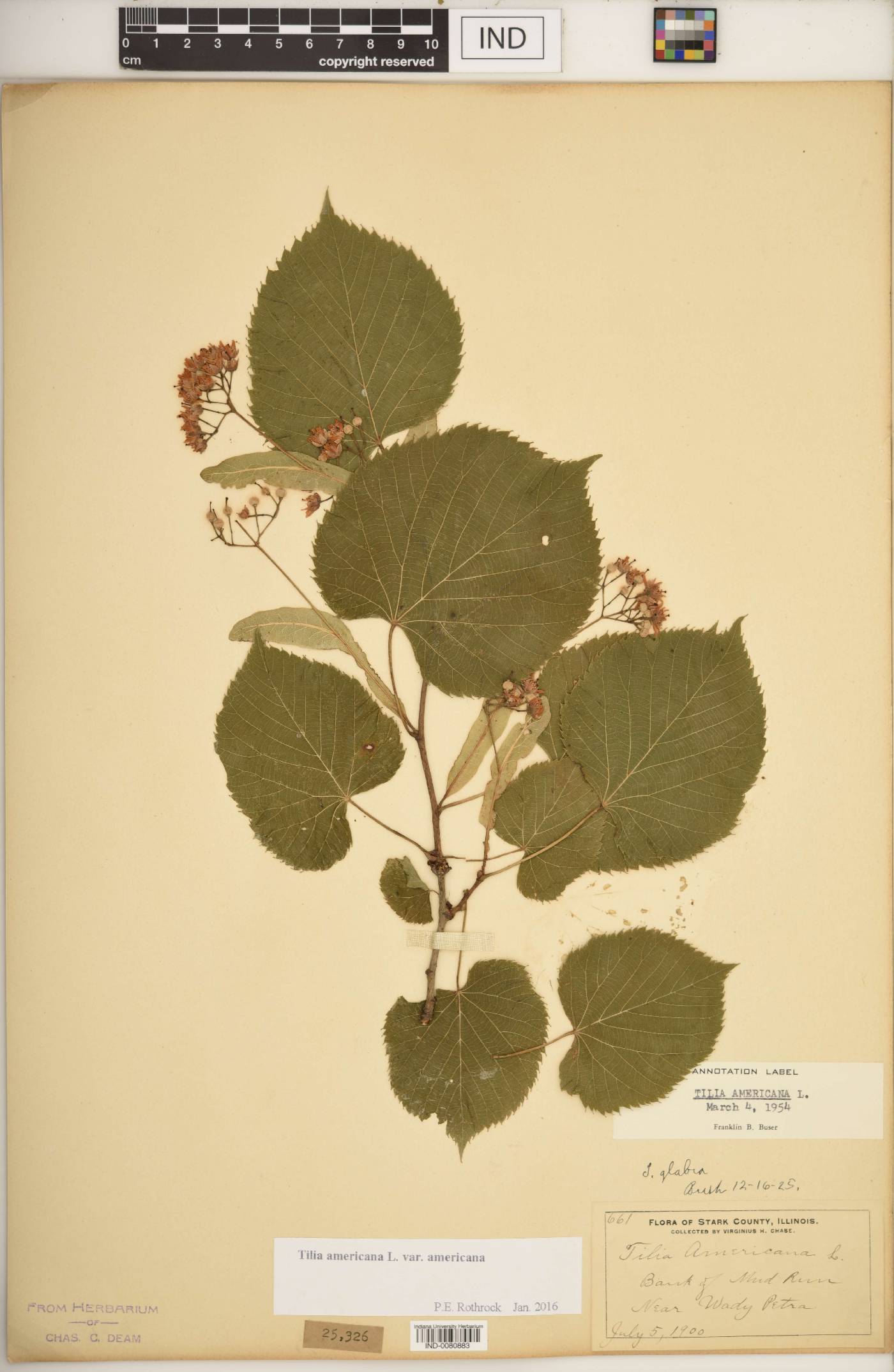 Tilia americana var. americana image