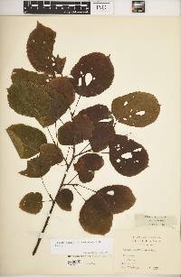 Tilia americana var. caroliniana image