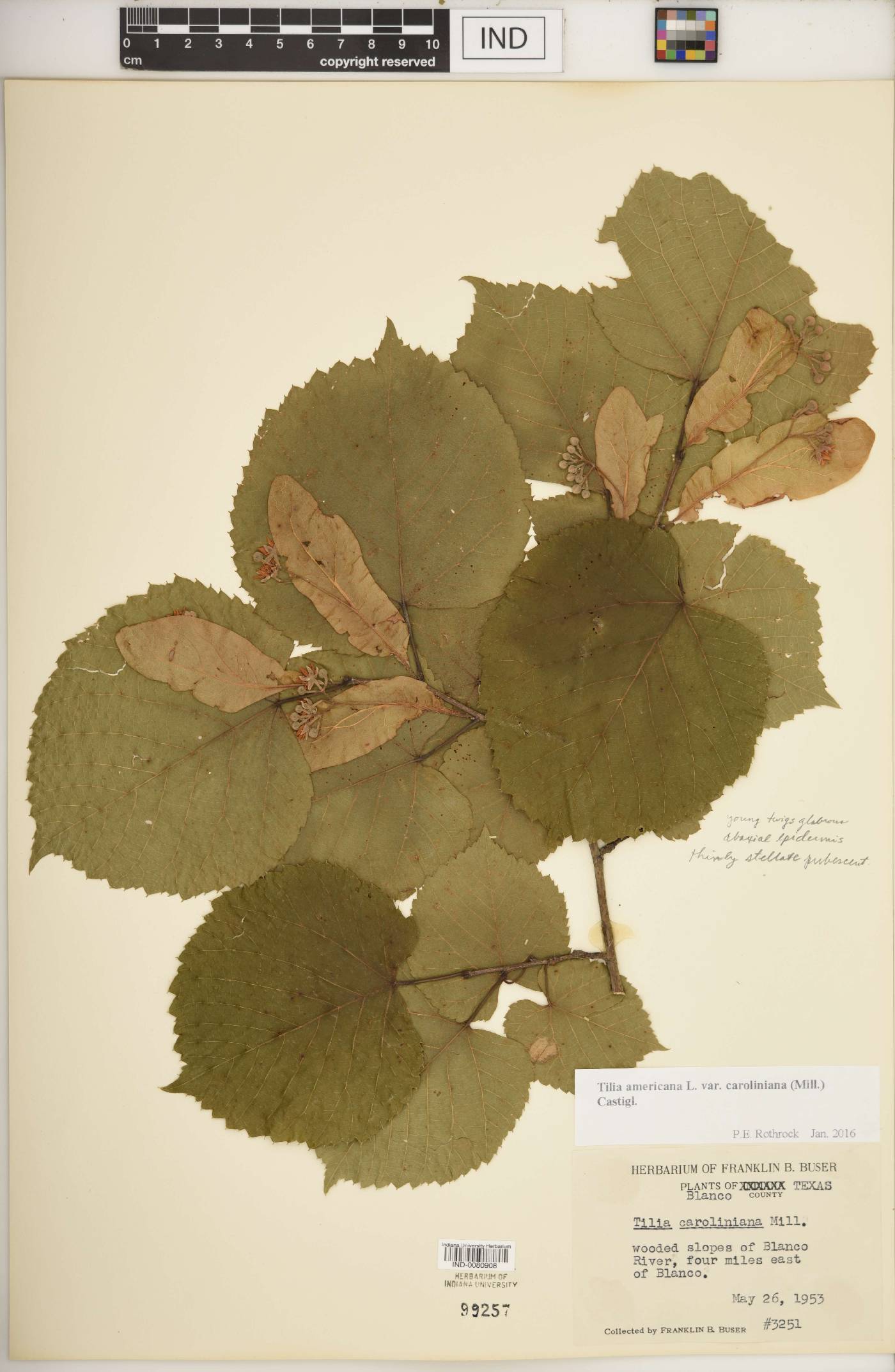 Tilia americana var. caroliniana image