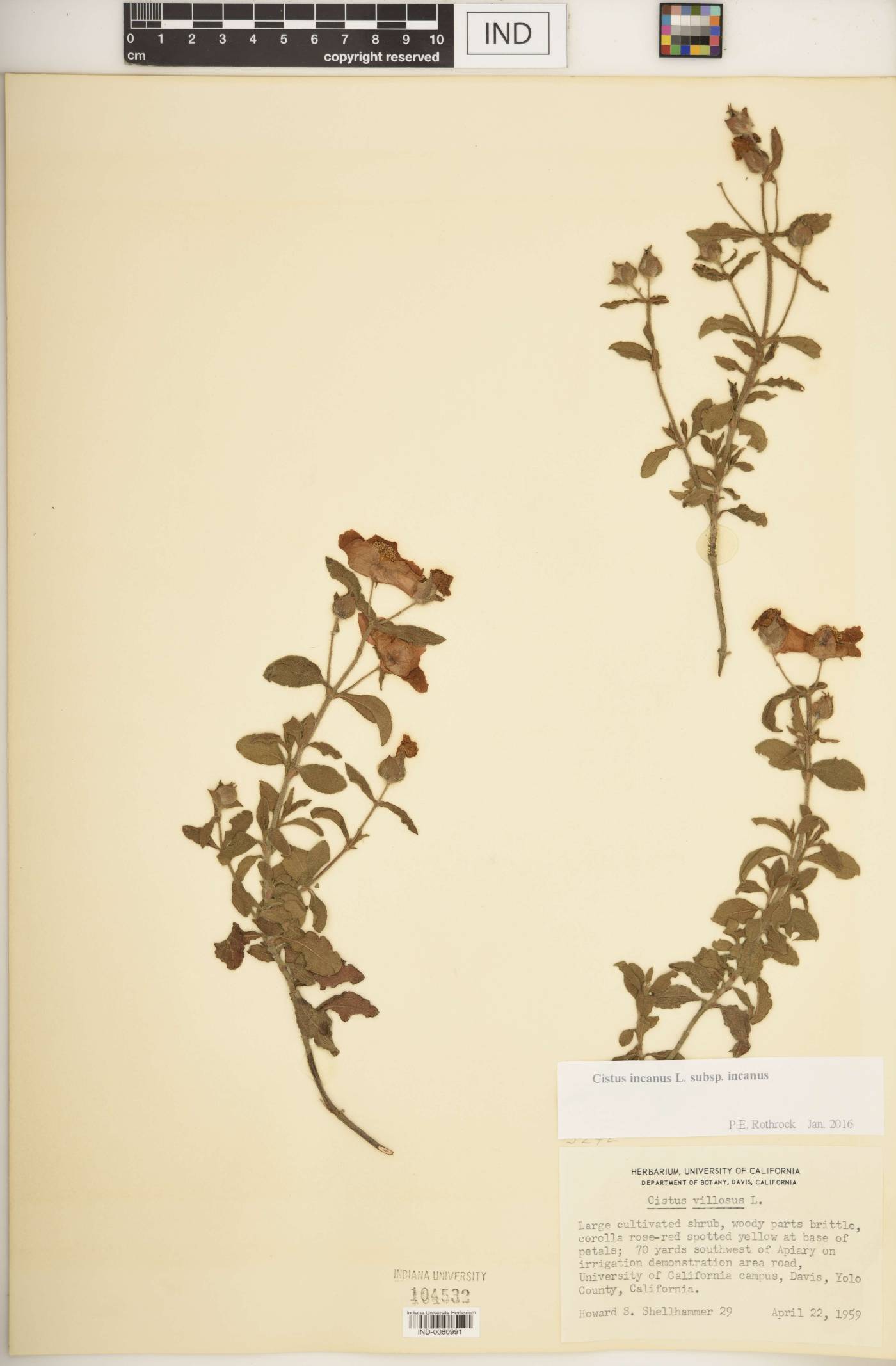 Cistus incanus subsp. incanus image