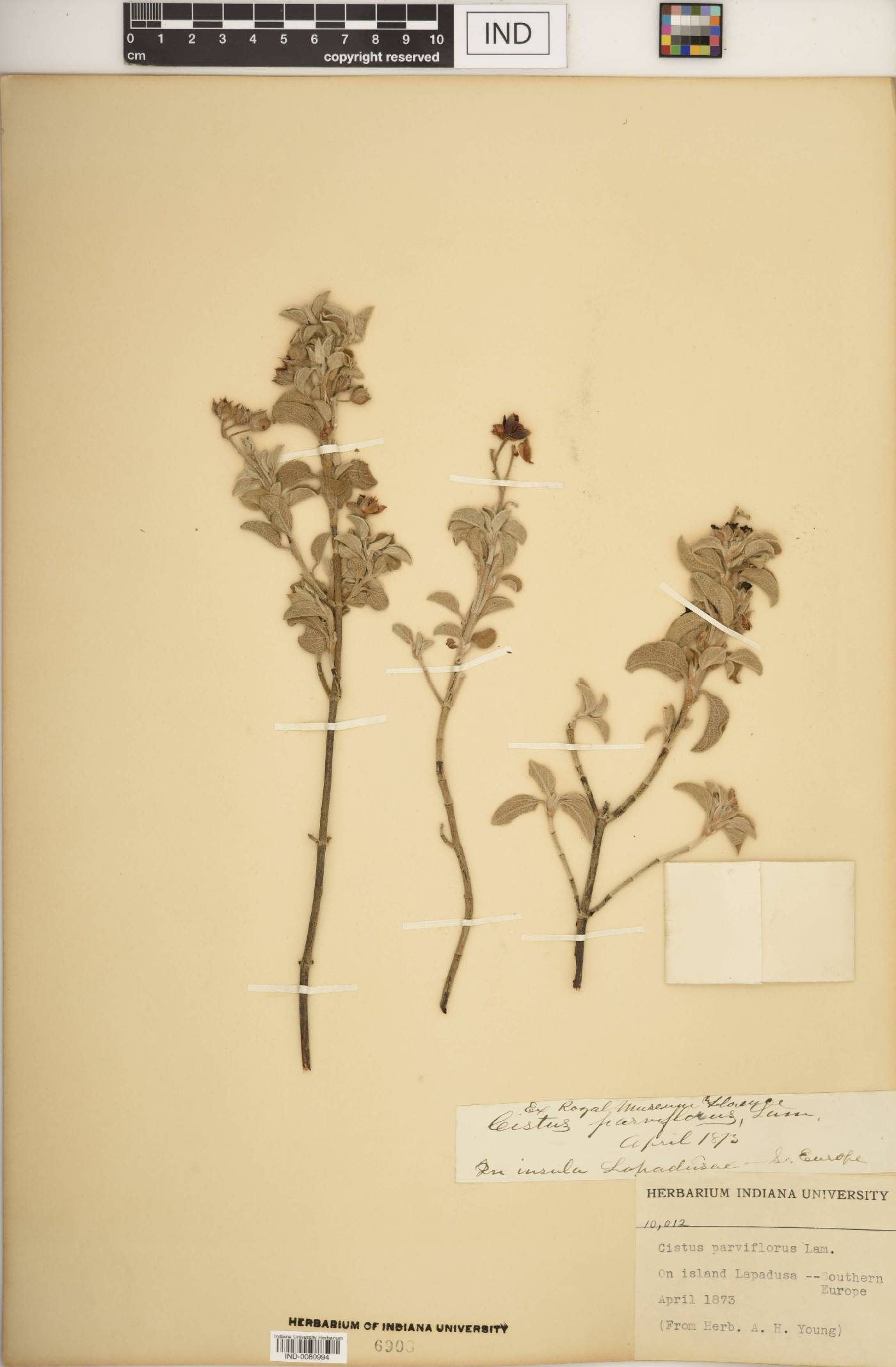 Cistus parviflorus image