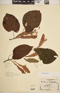 Tilia roseana image