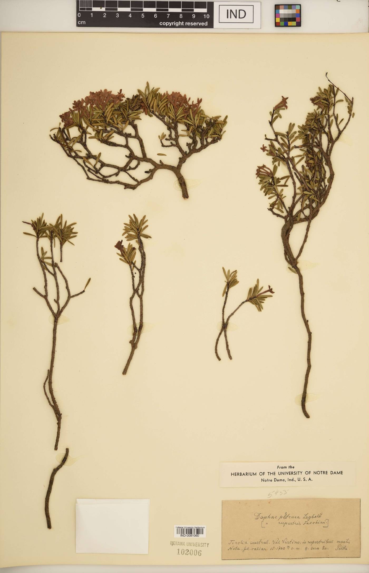 Daphne petraea image