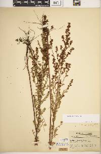 Lechea mucronata image