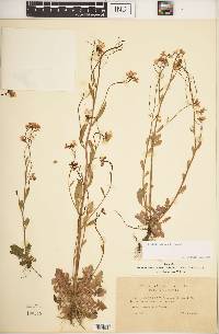 Arabidopsis suecica image