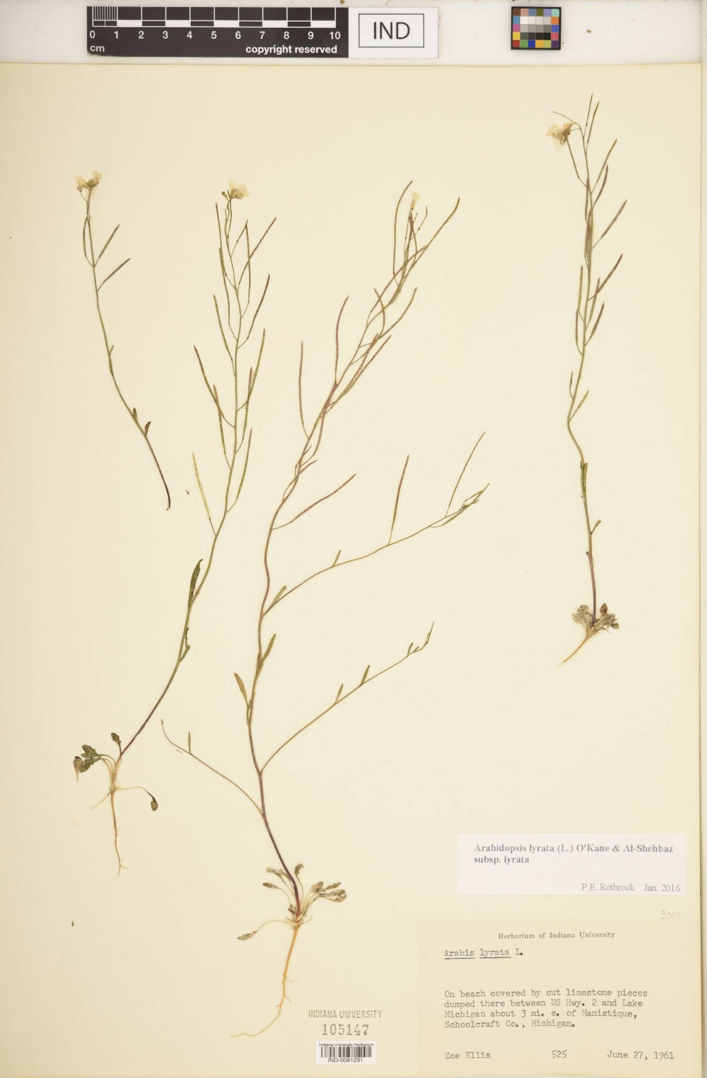 Arabidopsis lyrata subsp. lyrata image