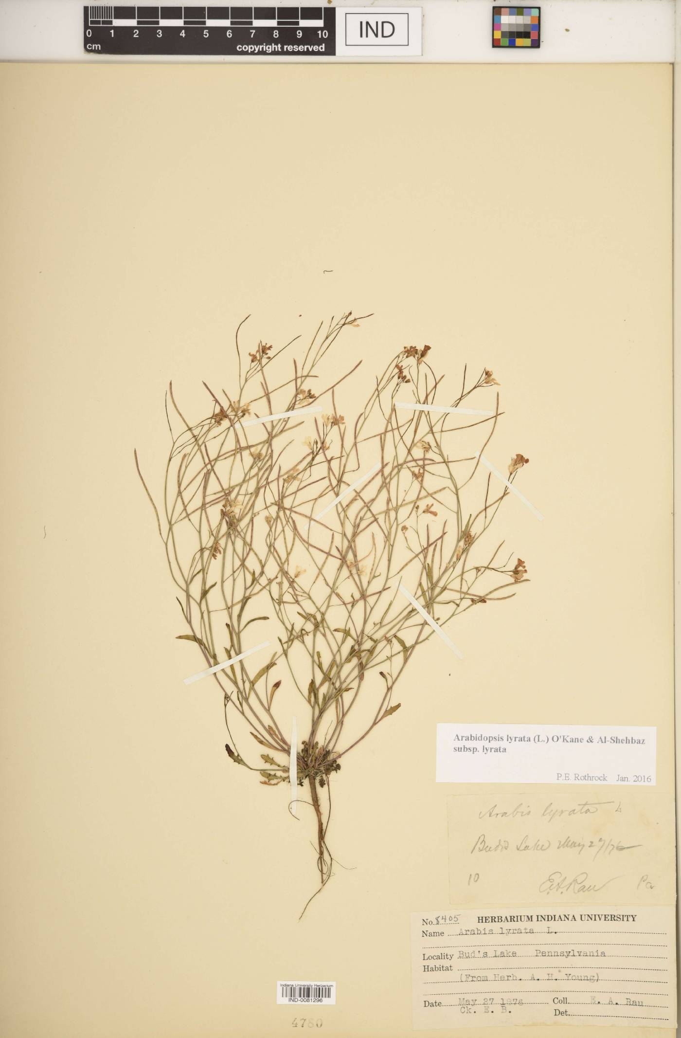 Arabidopsis lyrata subsp. lyrata image