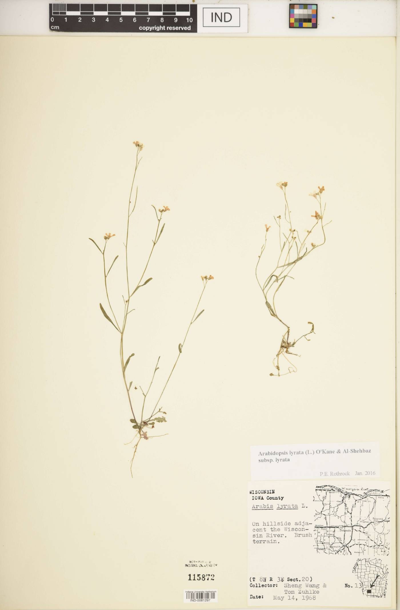 Arabidopsis lyrata subsp. lyrata image