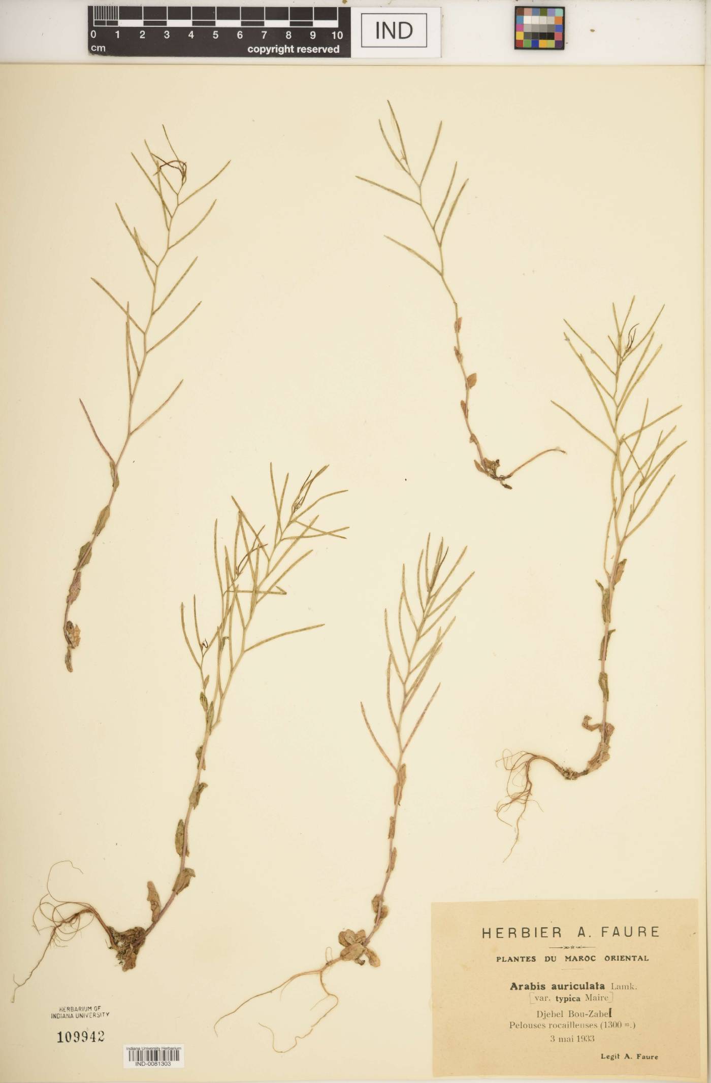 Arabis auriculata image