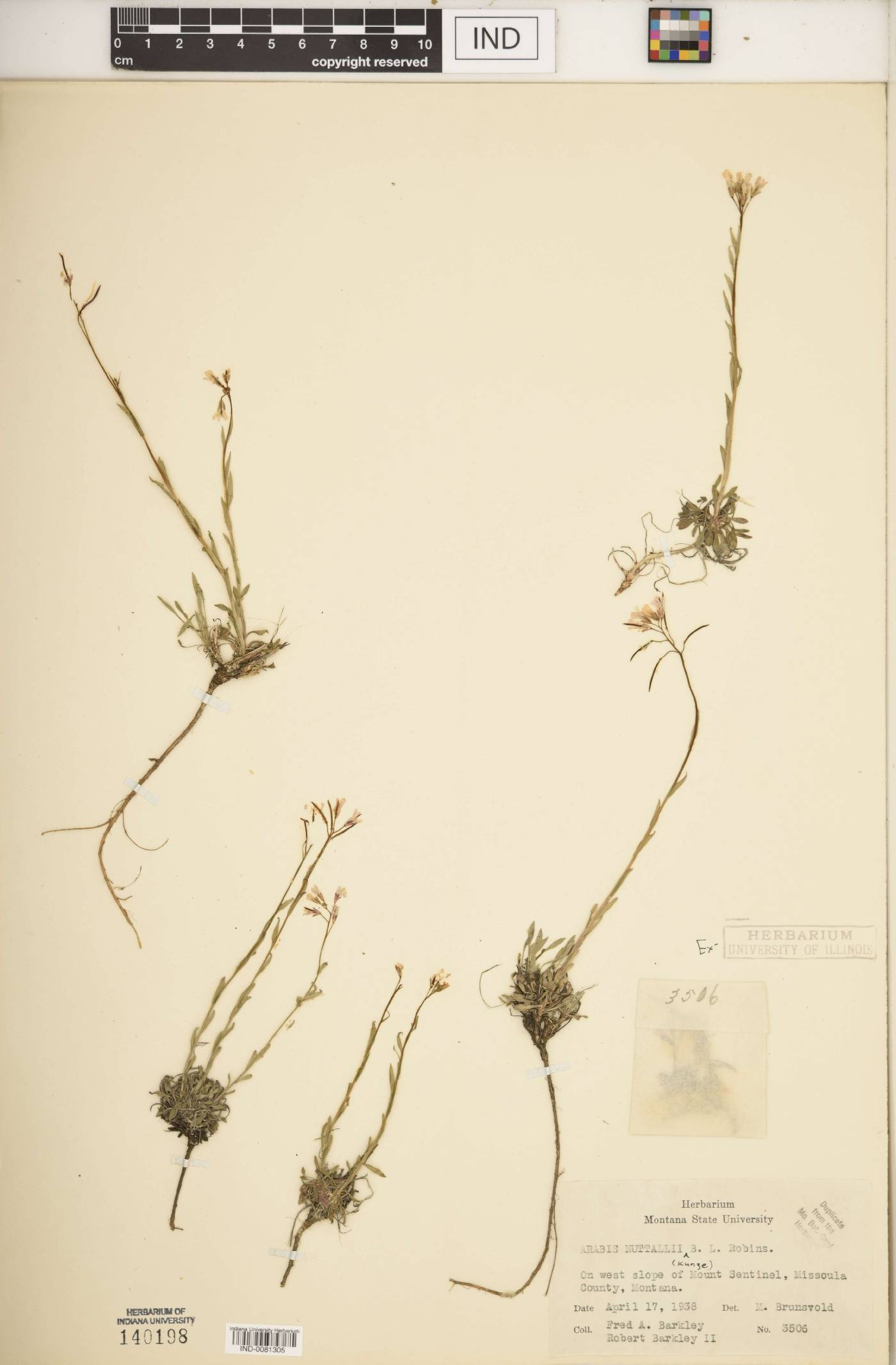 Arabis nuttallii image