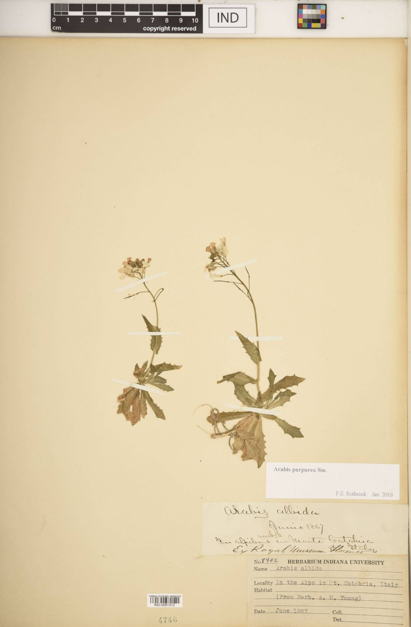 Arabis purpurea image