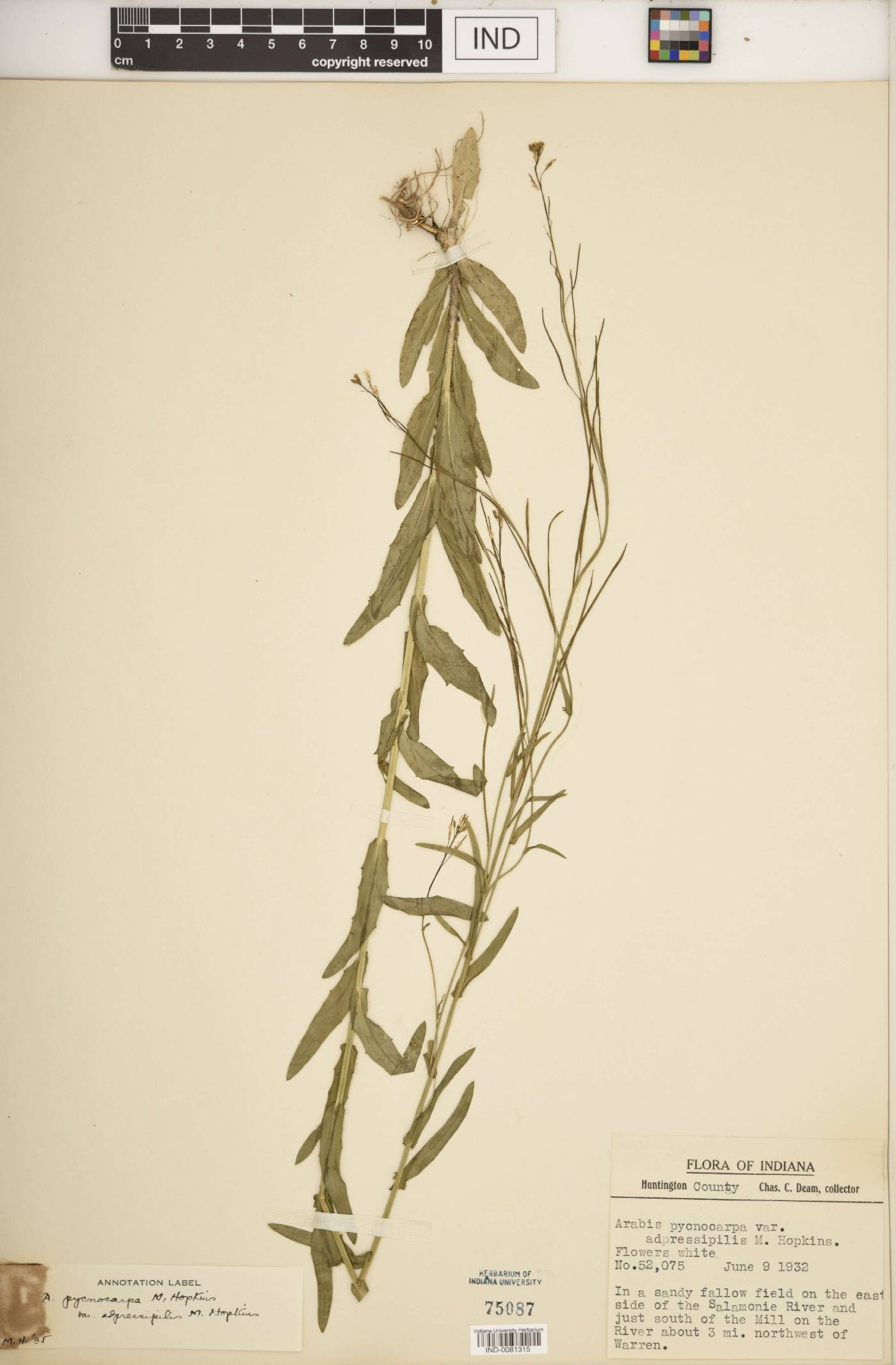 Arabis pycnocarpa var. adpressipilis image