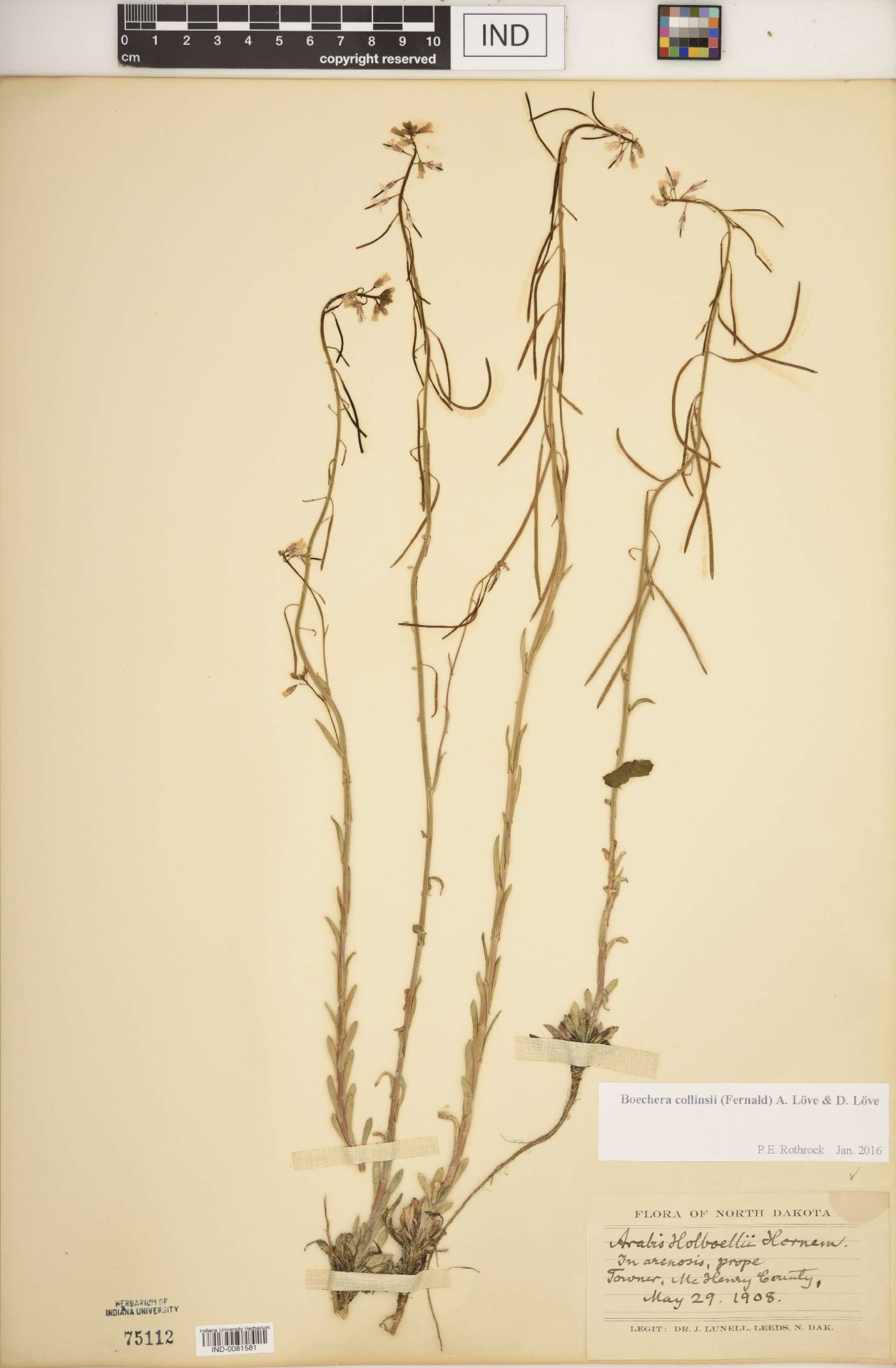 Boechera collinsii image