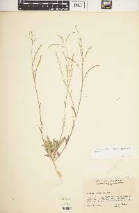 Image of Boechera × gracilenta