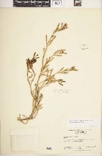 Cakile edentula subsp. harperi image