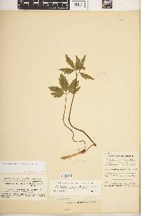 Cardamine diphylla image