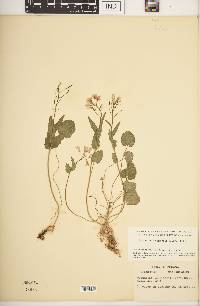 Cardamine douglassii image