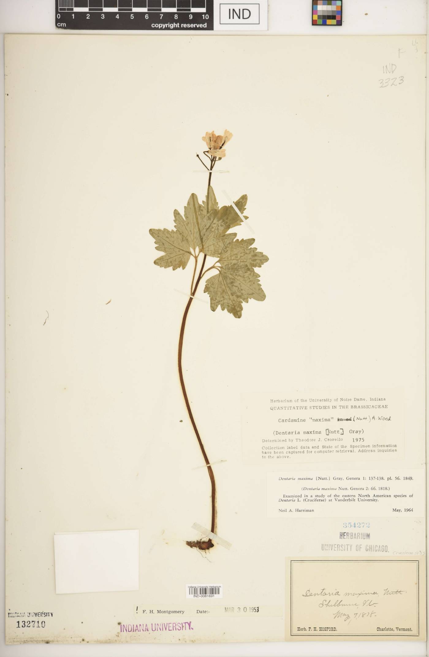 Cardamine maxima image