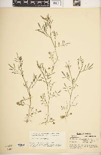 Cardamine parviflora image