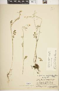 Cardamine pratensis image