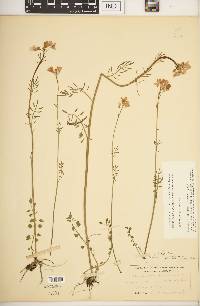 Cardamine pratensis image