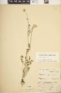 Cardamine pratensis image