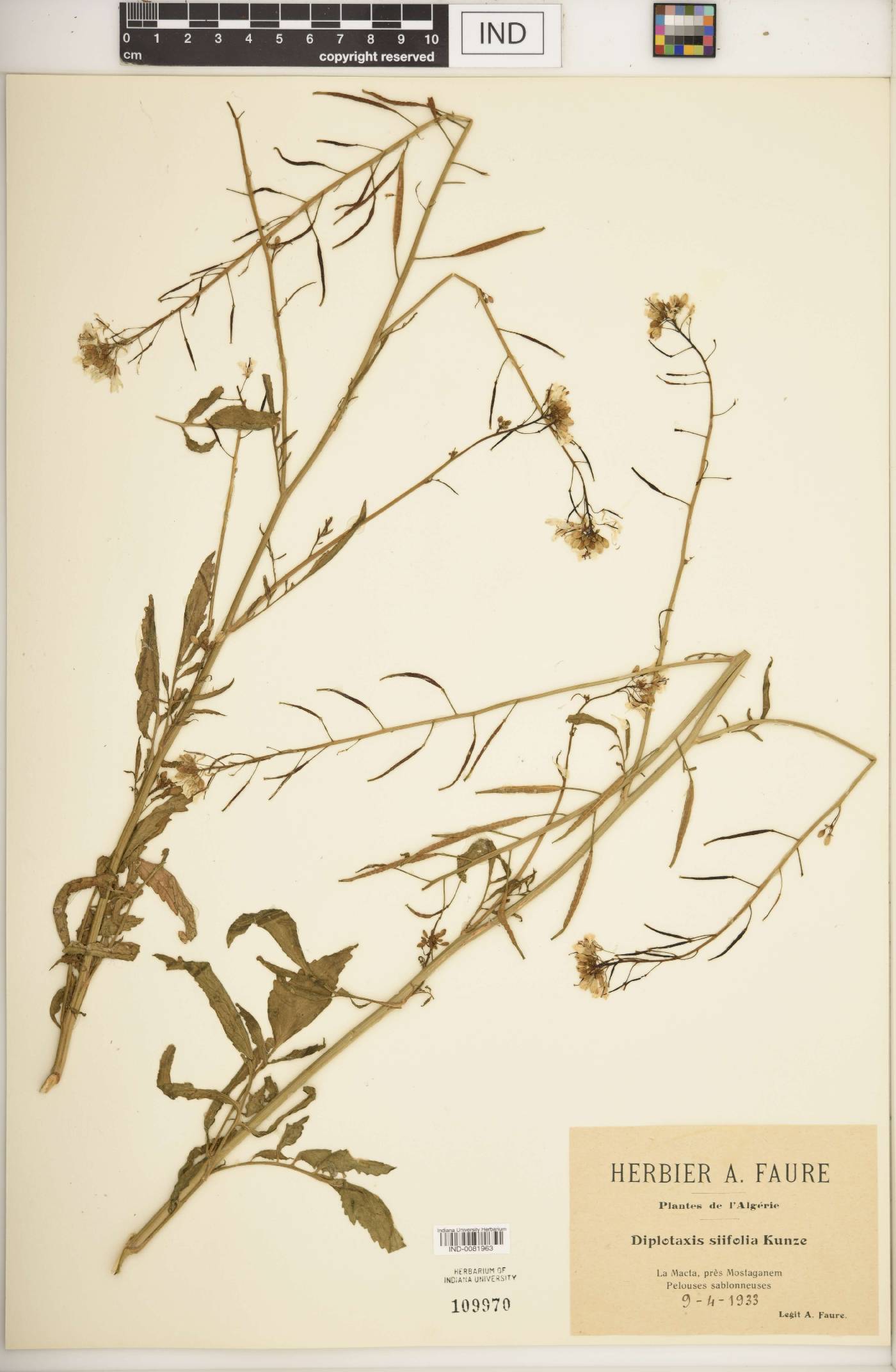 Diplotaxis siifolia image