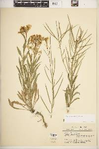 Erysimum cheiri image