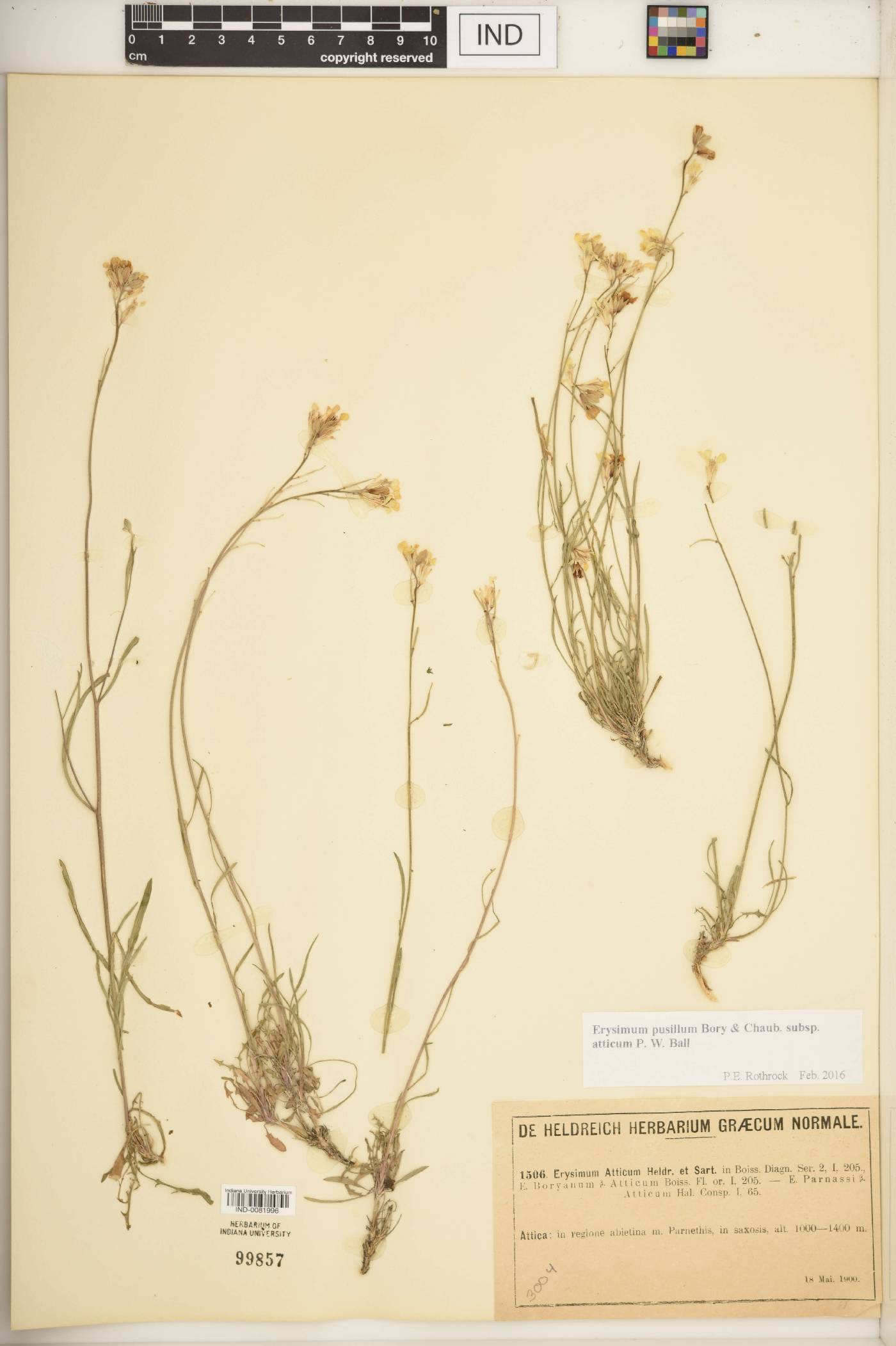 Erysimum pusillum subsp. atticum image