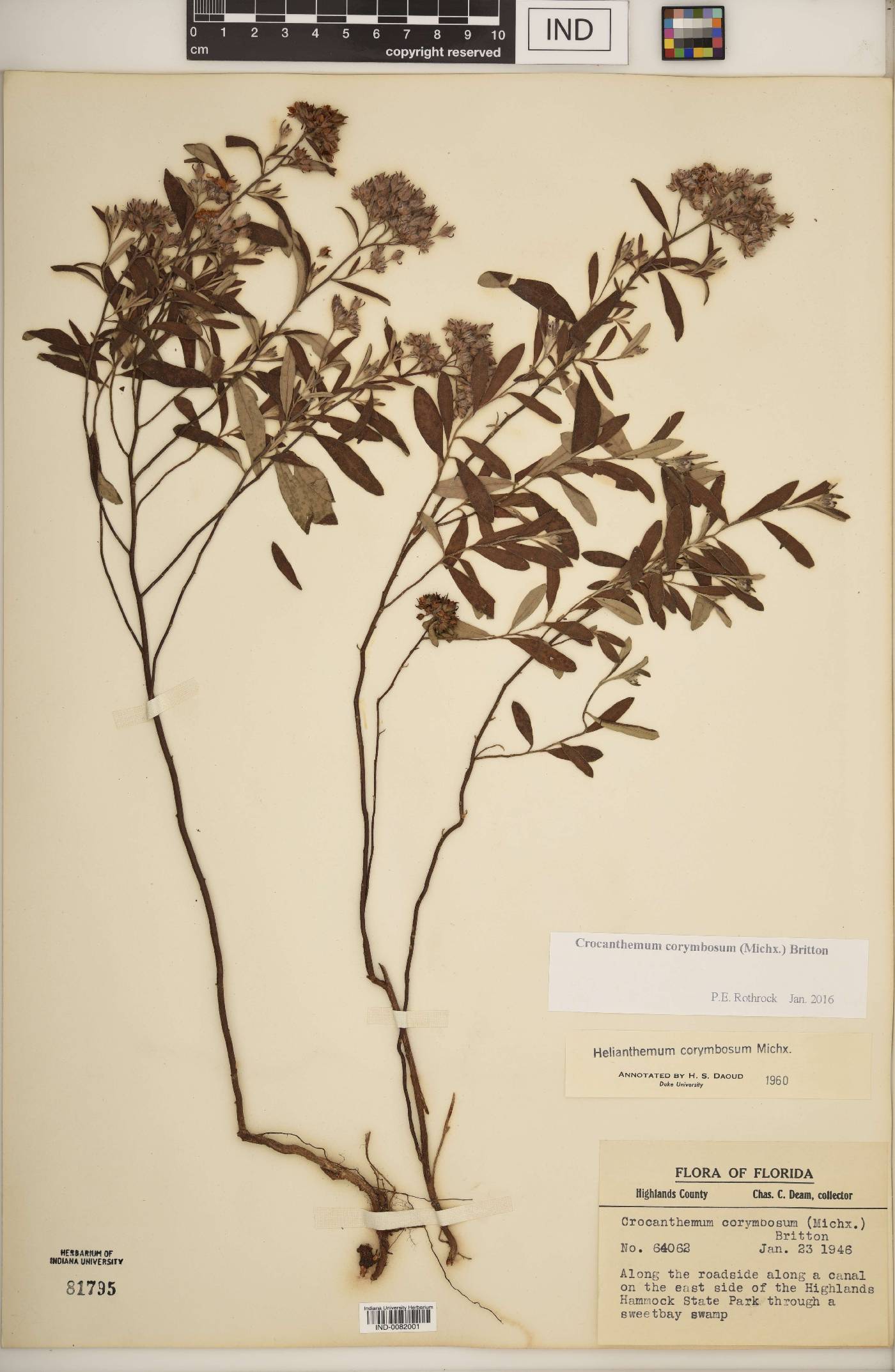 Crocanthemum corymbosum image