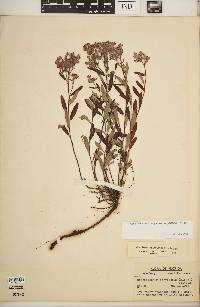 Crocanthemum corymbosum image