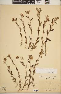 Crocanthemum dumosum image