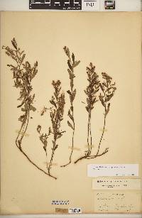 Crocanthemum georgianum image