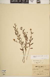 Crocanthemum propinquum image