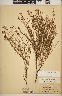 Crocanthemum scoparium image