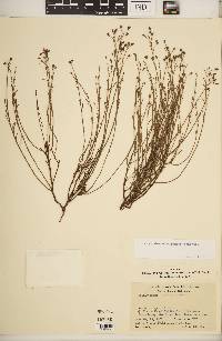 Crocanthemum scoparium image