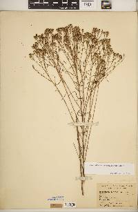 Crocanthemum scoparium image