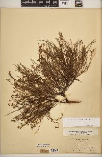 Crocanthemum scoparium image