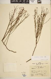 Crocanthemum scoparium image