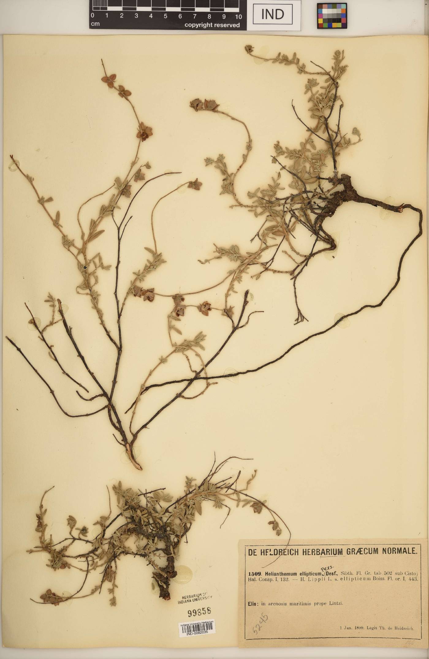 Helianthemum ellipticum image