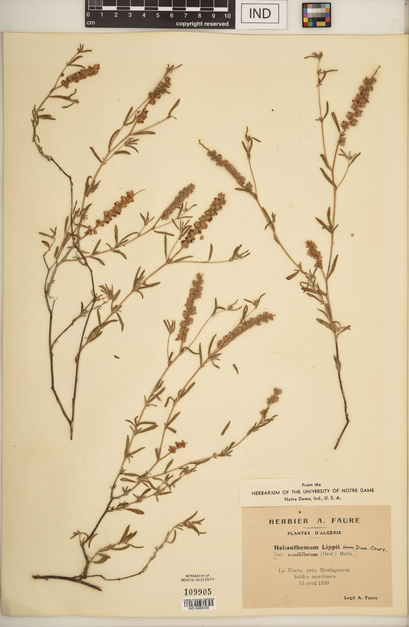 Helianthemum lippii image