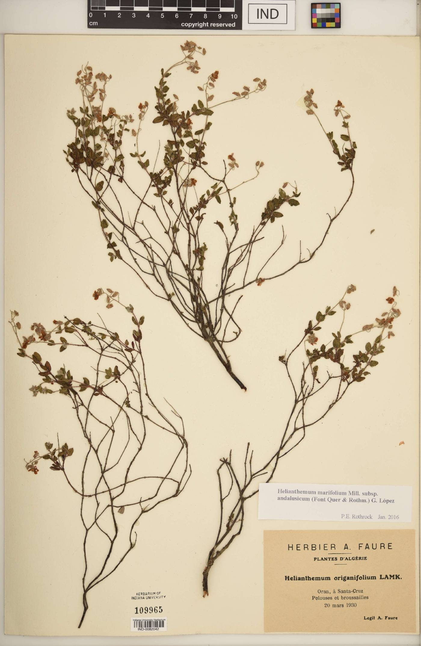 Helianthemum marifolium image