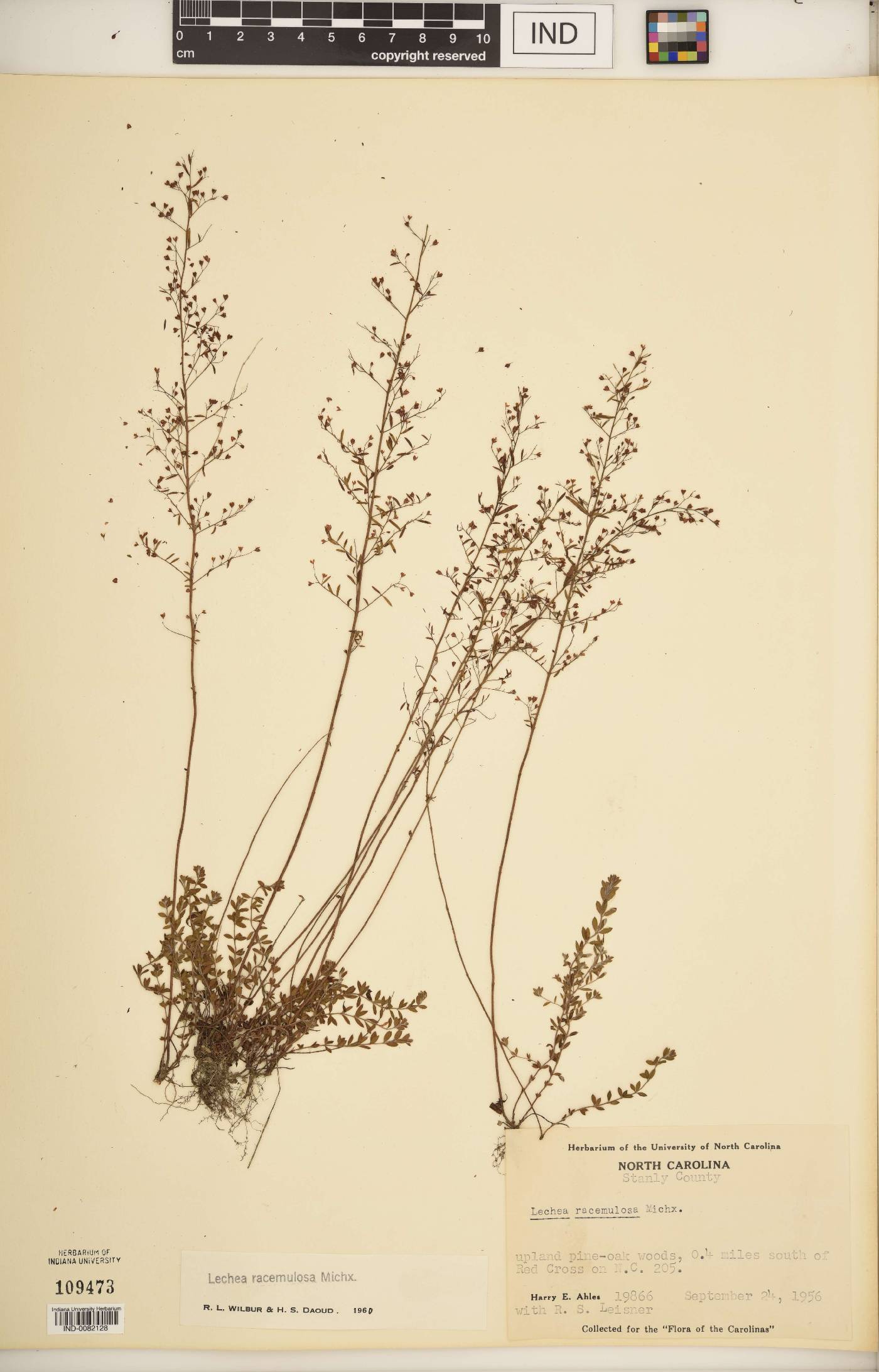 Lechea racemulosa image