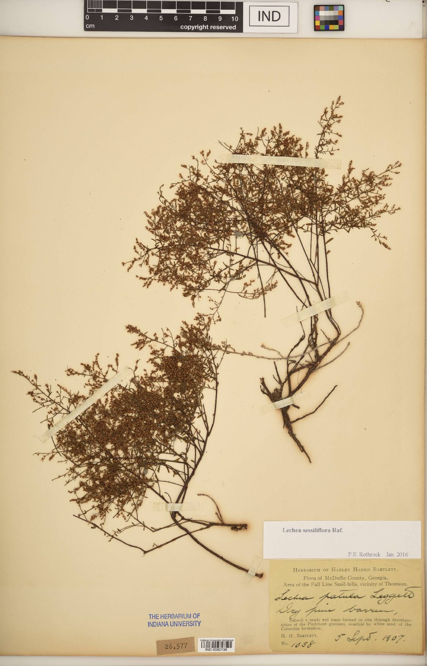 Lechea sessiliflora image