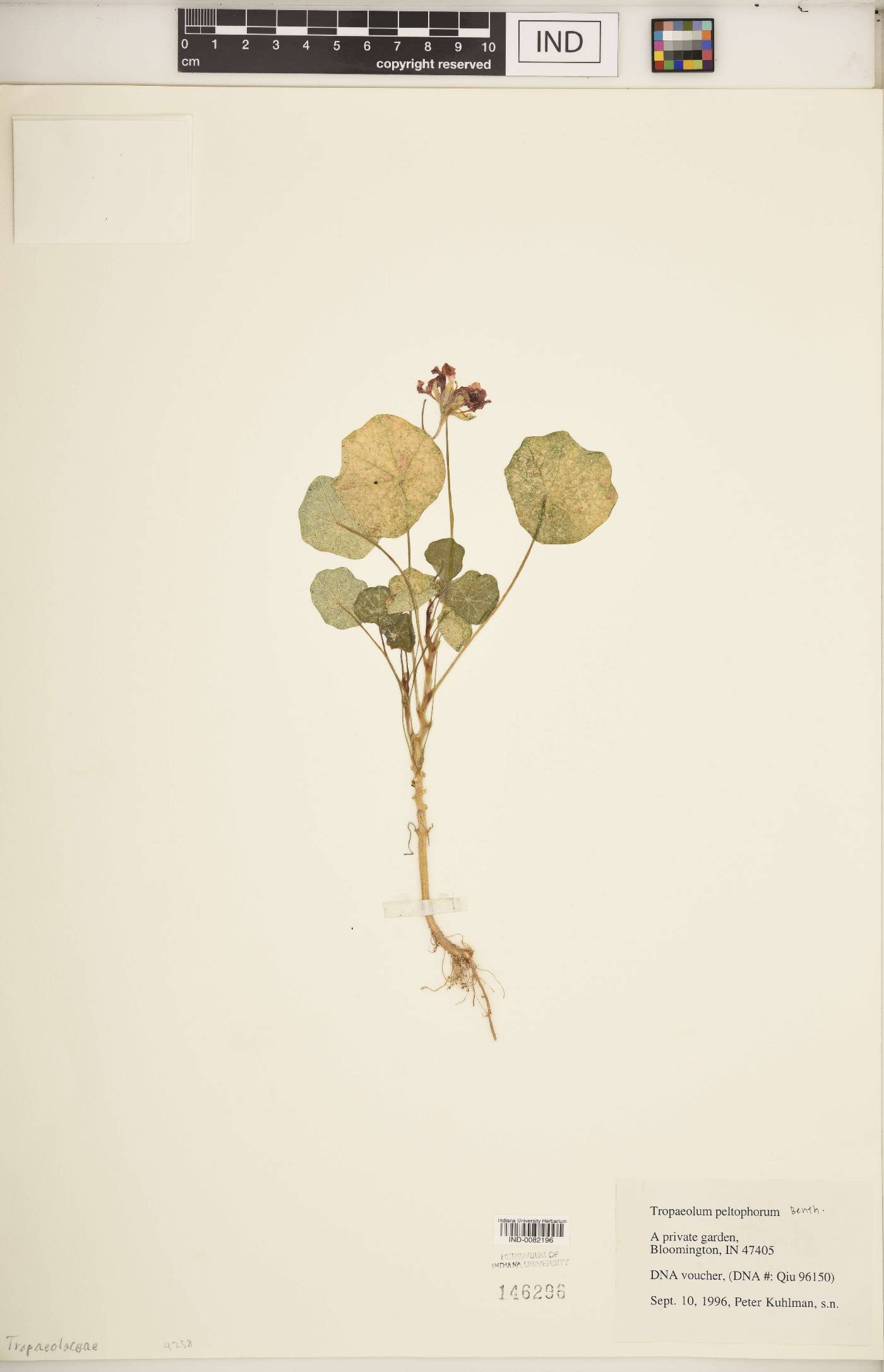 Tropaeolum peltophorum image