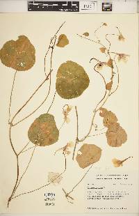 Tropaeolum minus image