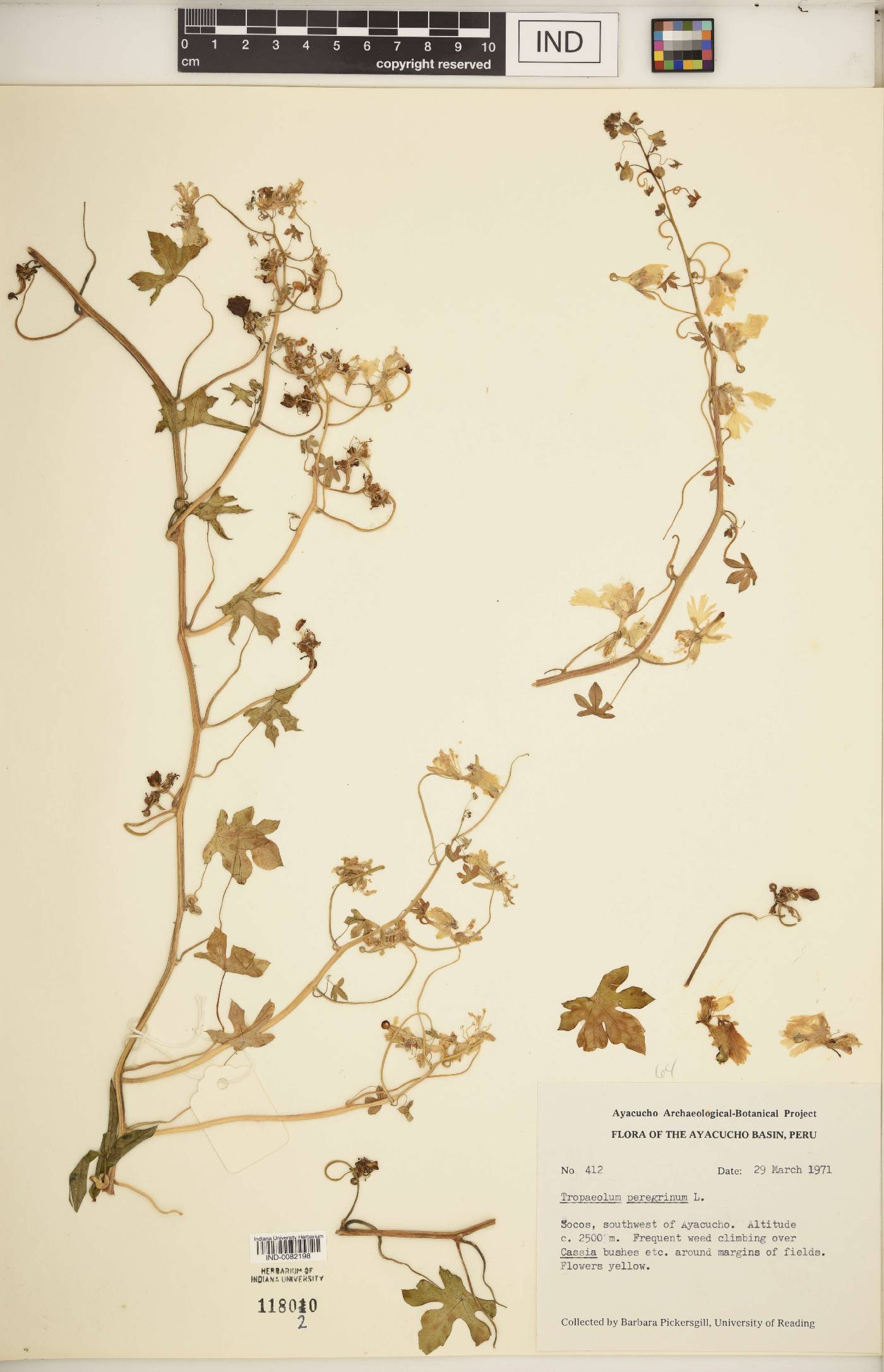 Tropaeolum peregrinum image