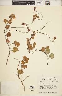 Tropaeolum tuberosum image